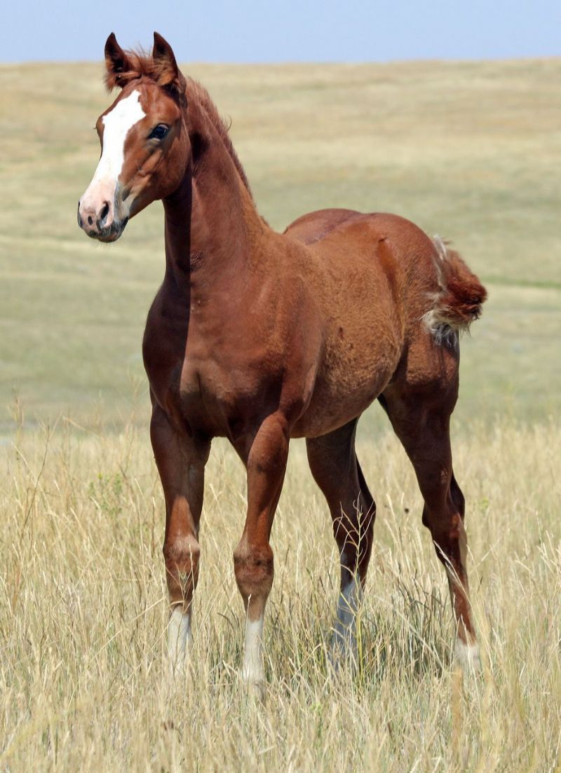 023 - French Flit Princess filly